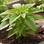 Amaranth Plant Recipe